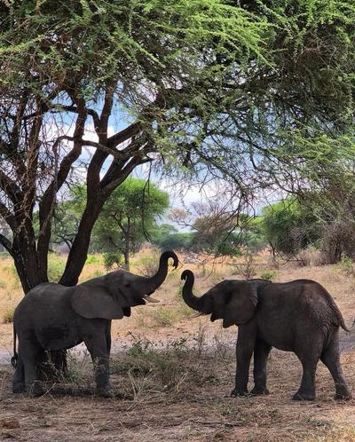 kilimanjaro scapes