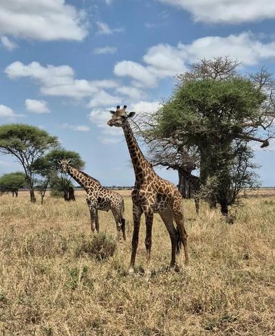 serengeti endless plains