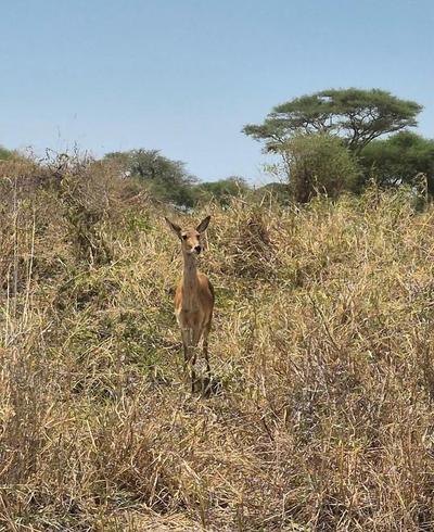 serengeti golden light