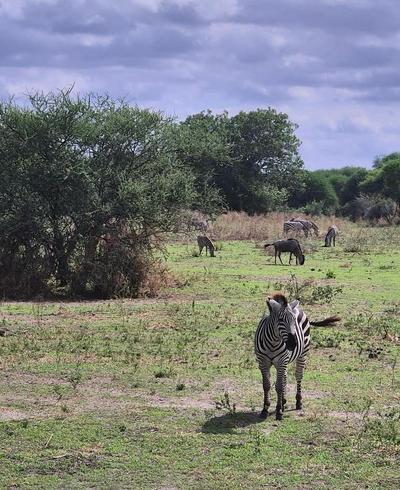 tanzania wild