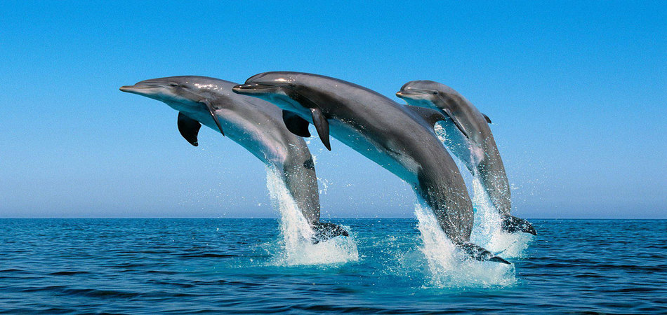 Kizimkazi Dolphin Tour - Journey of Light Adventures Zanzibar